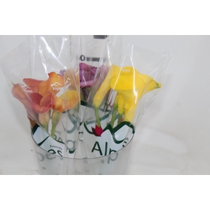 CALLA VARIADA 040 CM