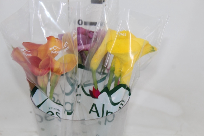 <h4>CALLA VARIADA 040 CM</h4>