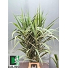 ARUNDO DONAX VARSICO