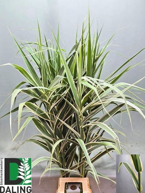 ARUNDO DONAX VARSICO