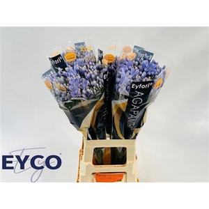 Agap Eyfori Light Blue