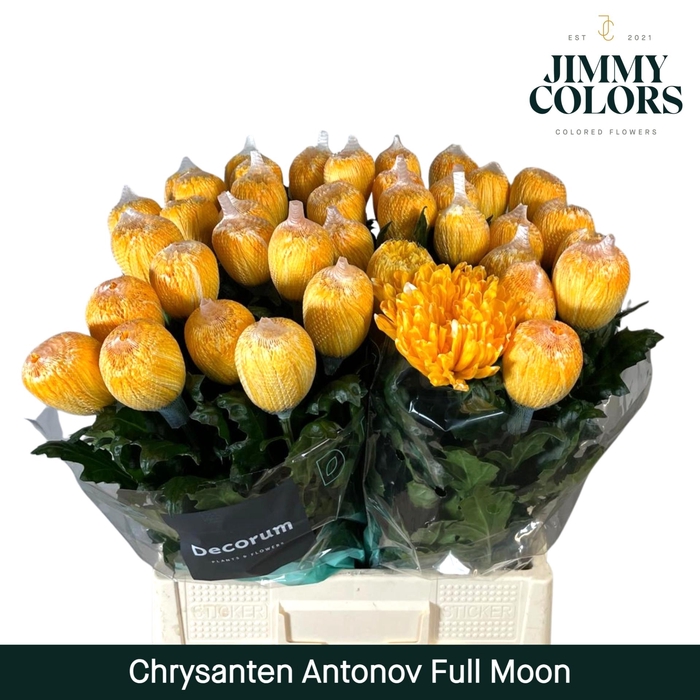 <h4>Chr G Antonov Full moon</h4>