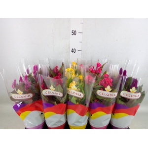 Celosia arg.   ...mix