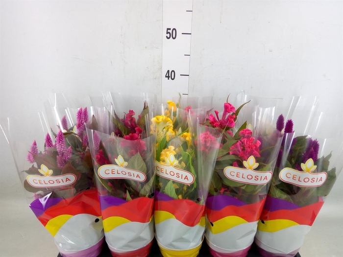 <h4>Celosia arg.   ...mix</h4>