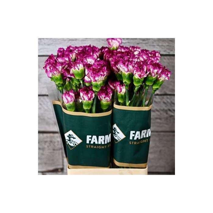 <h4>Di St Cassiopea</h4>