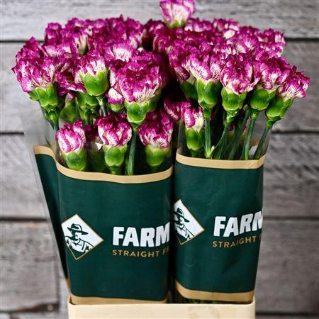 <h4>Di St Cassiopea</h4>