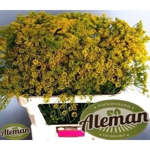 ANETHUM GRAVEOLENS ANET GRAVEOLENS