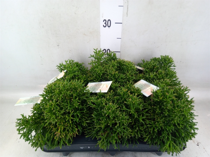 <h4>Rhipsalis   ...</h4>
