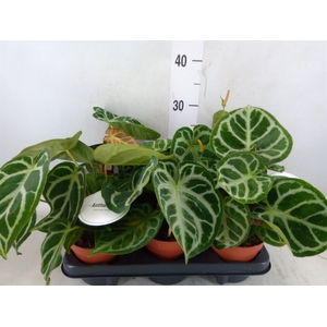 Anthurium   ...