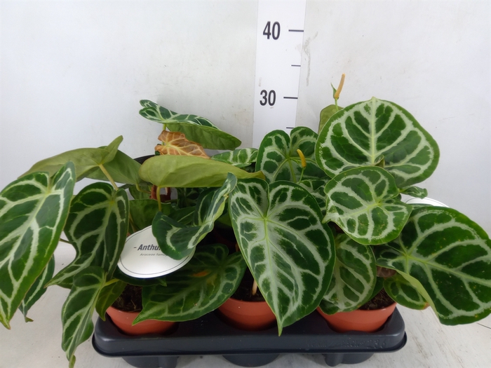 <h4>Anthurium   ...</h4>