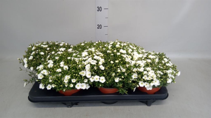 <h4>Arenaria montana</h4>