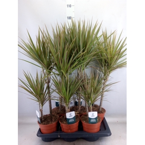 Dracaena marg. 'Bicolor'