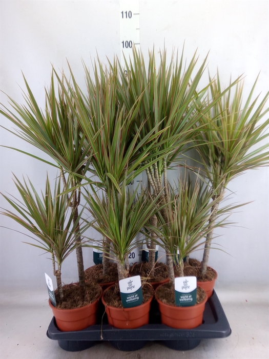 <h4>Dracaena marg. 'Bicolor'</h4>