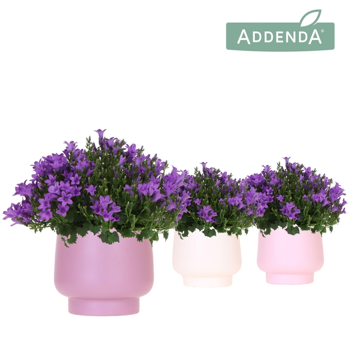 <h4>Campanula Addenda Ambella Intense purple in Scandic pot pink mix</h4>