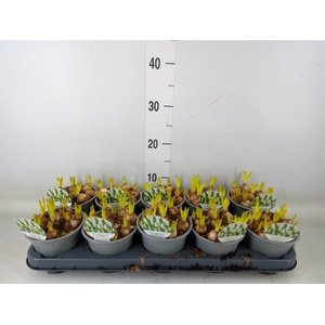 Muscari  'Magic White'