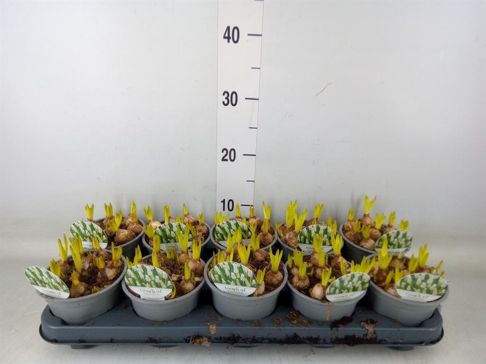 <h4>Muscari  'Magic White'</h4>