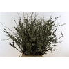 Larix Takken Fresh 100cm P Bunch