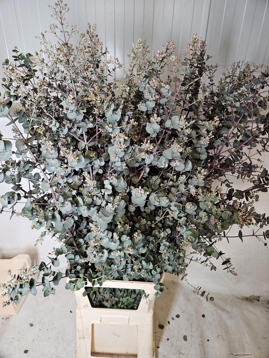 <h4>EUCA GU AZURA</h4>