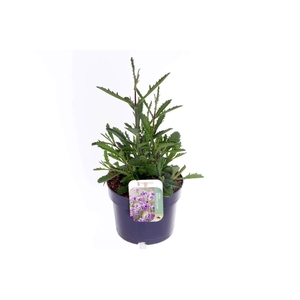 Verbena Lollipop