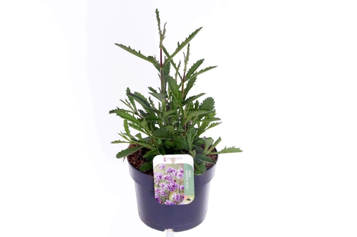 <h4>Verbena Lollipop</h4>