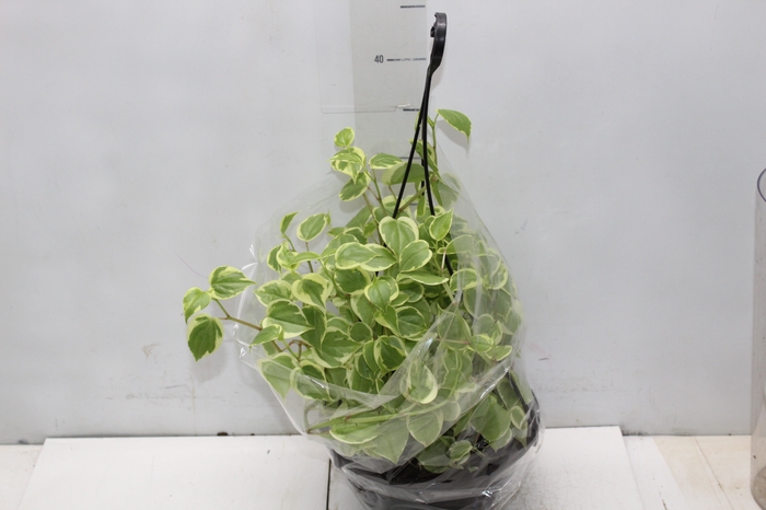<h4>PEPEROMIA SCANDENS C21</h4>