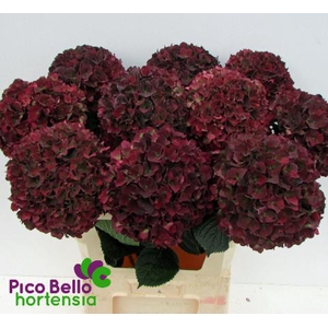 Hydrangea mag ruby red classic