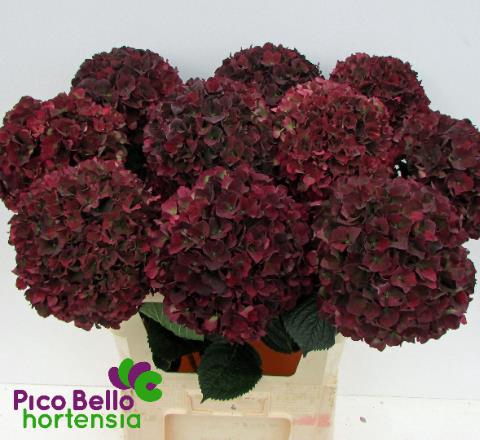 Hydrangea mag ruby red classic
