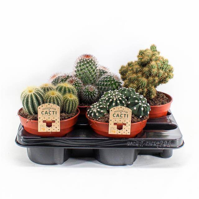 <h4>Cactus mix</h4>