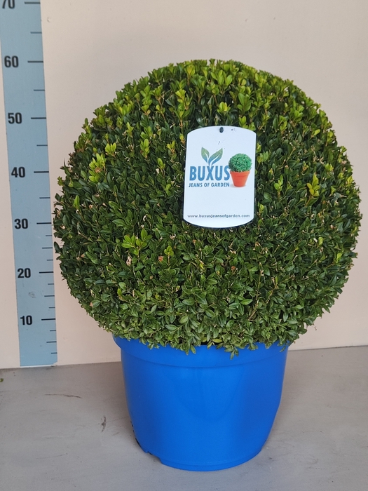 <h4>BUXU SEMPERVIRENS</h4>