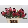 Protea Red Magic