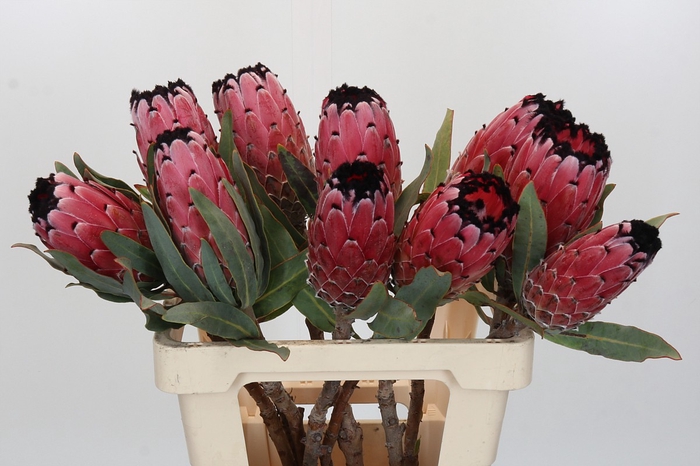 Protea Red Magic