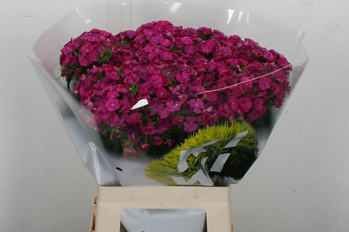 <h4>Di Barb Kiwi Fuchsia</h4>