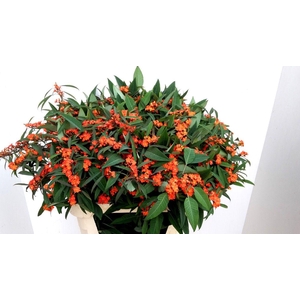 EUPH F T QUEEN ORANG