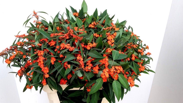 <h4>EUPH F T QUEEN ORANG</h4>