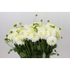 Dahlia Snow Cap