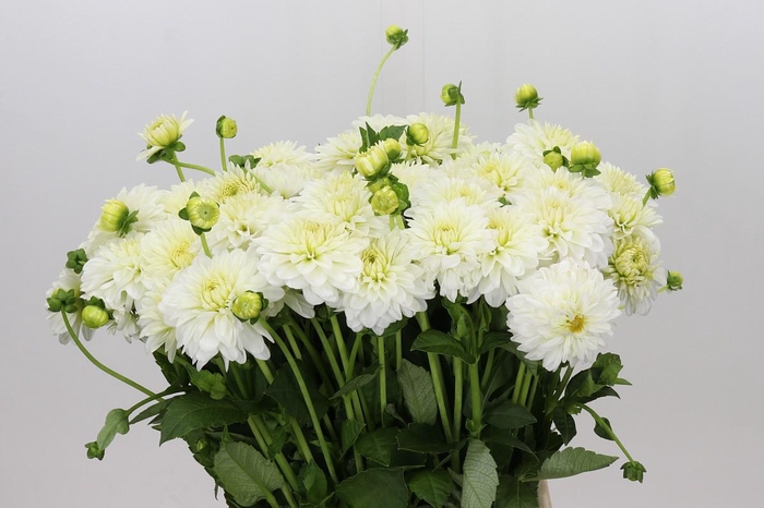 <h4>Dahlia Snow Cap</h4>