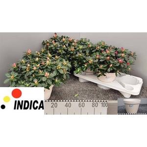 Azaliai mix 17Ø 30cm 37Ø