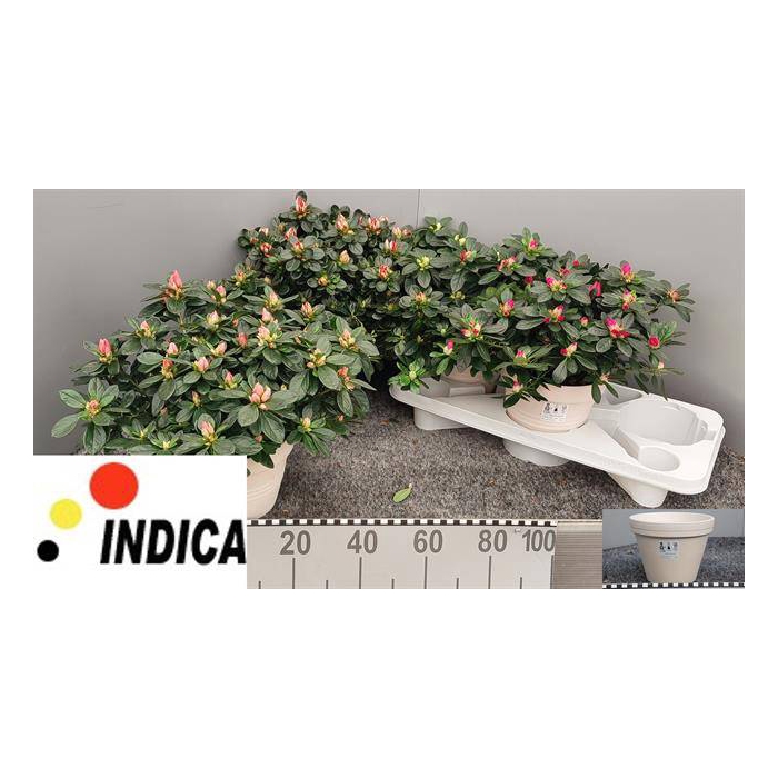 <h4>Azaliai mix 17Ø 30cm 37Ø</h4>