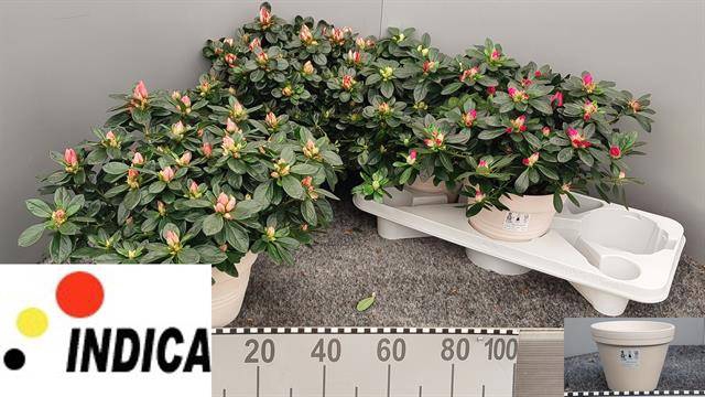 Azaliai mix 17Ø 30cm 37Ø