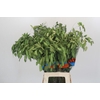 Chasmanthium latifolium 'Mantis'