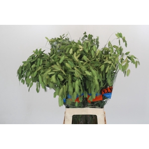Chasmanthium latifolium 'Mantis'