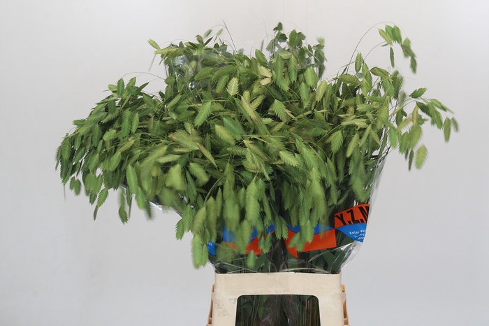 <h4>Chasmanthium latifolium 'Mantis'</h4>