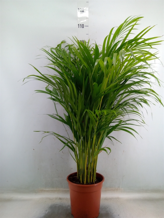 <h4>Dypsis lutescens   ...Chrysalidoca</h4>
