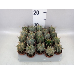 Astrophytum ornatum