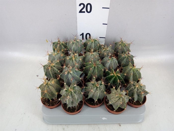 <h4>Astrophytum ornatum</h4>