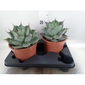 Agave   ...