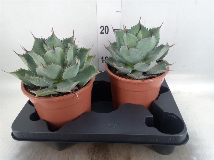 <h4>Agave   ...</h4>