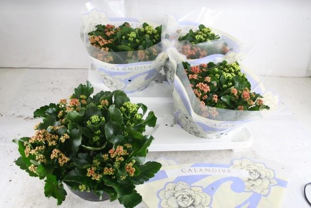 <h4>KAL GE GEM I POT</h4>