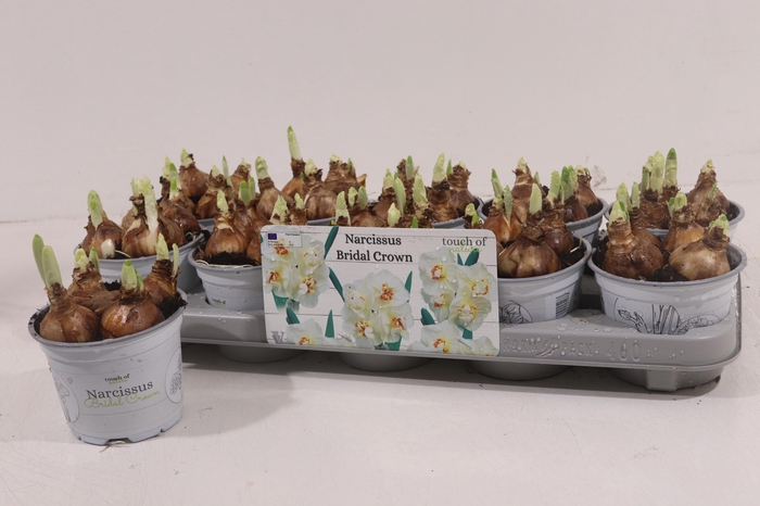 <h4>NARC D BRIDAL CROWN</h4>