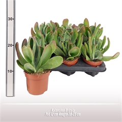 <h4>Kalanchoe Oricula</h4>